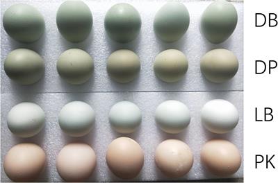 Insights Into mRNA and Long Non-coding RNA Profiling RNA Sequencing in Uterus of Chickens With Pink and Blue Eggshell Colors